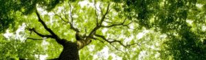 Vue d'un grand Arbre en contre plongée